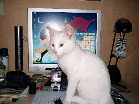 mon chat